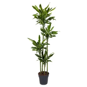 Gouden Kust Drakenplant / Dracaena Golden Coast