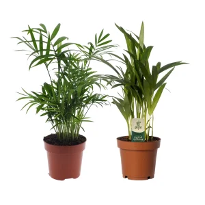 Goudpalm (Dypsis) - 2 stuks, verkoophoogte