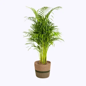 Goudpalm in decoratie mand - veerachtige kamerplant
