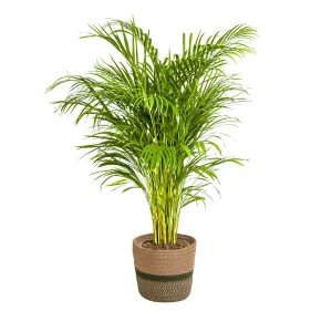 Goudpalm in mand