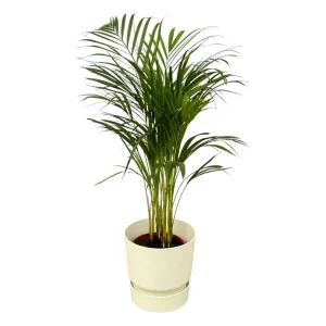 Goudrietpalm voor in de kamer inclusief witte Elho Greenville pot
