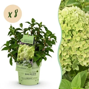 Green boutiQ - Tuinplant - Hydrangea panniculata Groundbreaker Greeny - Pluimhortensia - Winterhard - Creme - 8 Planten
