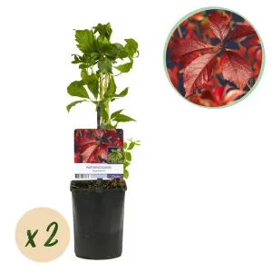 Green boutiQ - Wilde Wingerd - Parthenocissus Engelmannii - Blad Groen later Rood - Weinig onderhoud - 2 planten