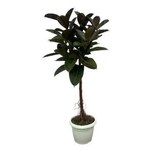 Groenblijvende kamerplant Indische rubberboom (Ficus Elastica Robusta stam)