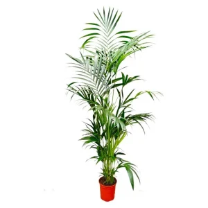 Groenblijvende palm Howea Forsteriana - Kentia palm