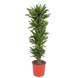 Groene Huiskamerplant Dracaena Golden Coast