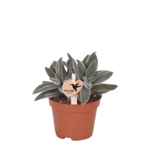 Groene Plant, Succulent Tarantula, Vetplant, Kleur Groen/Grijs, Weinig Onderhoud