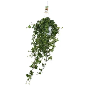 Grote Hangplant Hedera Helix Pitsburg - Perfect voor binnenruimes