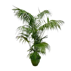 Grote Kentia palm - Howea Forsteriana opvallend - Kentia Palm XXL
