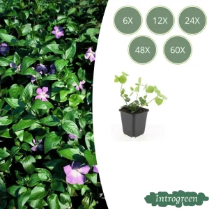 Grote Maagdenpalm Violet-Paars