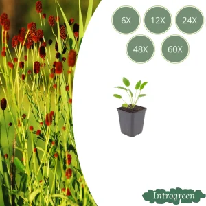Grote pimpernel ‘Tanna’