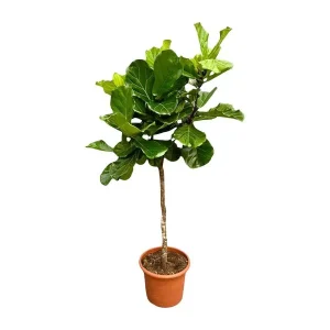 Grote variant Ficus Lyrata - Vioolbladplant XXL - Esthetisch - Luchtzuiverend