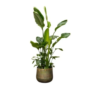 Grote versie van de Strelitzia Nicolai de luxe | Groene kamerplant - Luchtzuiverende eigenschappen