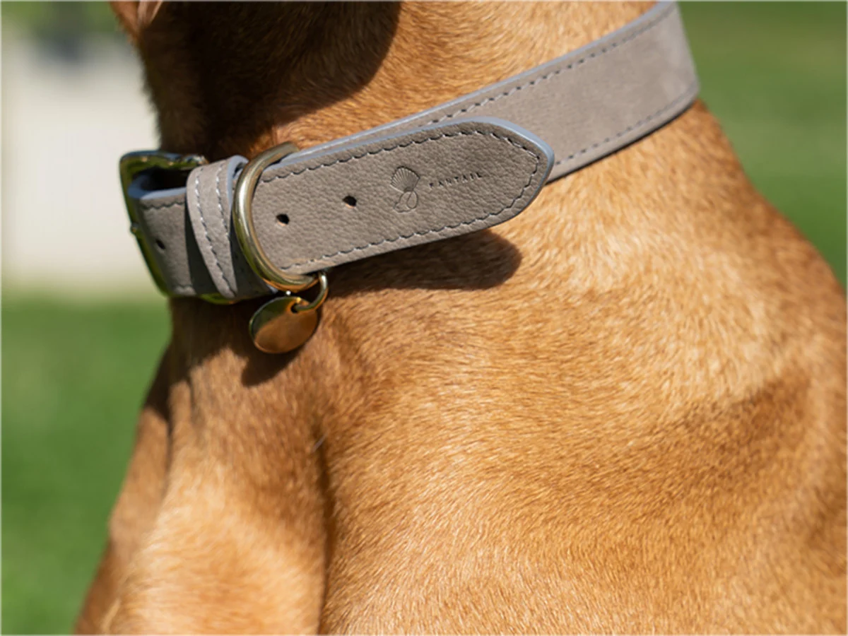HALSBAND HOND NUBU GRIJS - Image 2