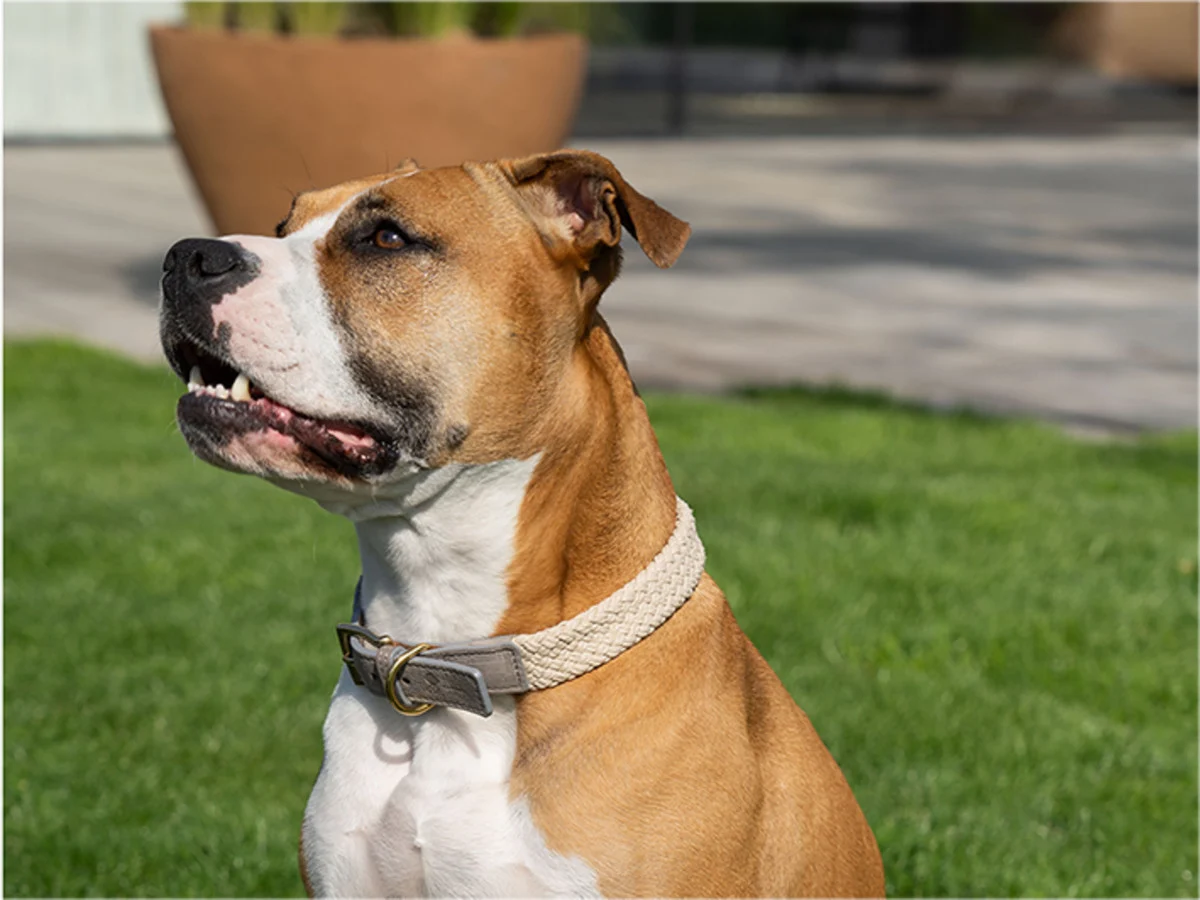 HALSBAND HOND TAU GRIJS - Image 2