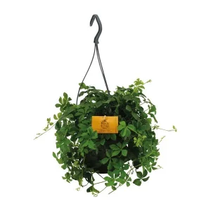 Hangplant Wilde Wingerd