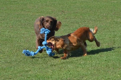 Happy Pet Flossin Fun 3 Knoop Large 52x14 cm - Image 2