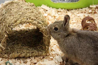 Happy Pet Grassy Tunnel 22x20x15 cm - Image 2