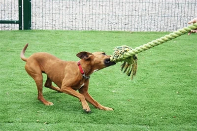 Happy Pet King Size Tug Flostouw 123x18 cm - XL - Image 2