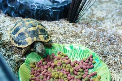 Happy Pet Voerbak Leaf - Green - Image 2