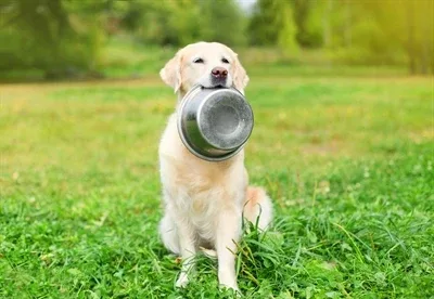 Happy Pet Voerbak Rvs 21,5 cm - Image 2