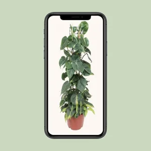 Hartblad philodendron