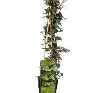 Hedera helix