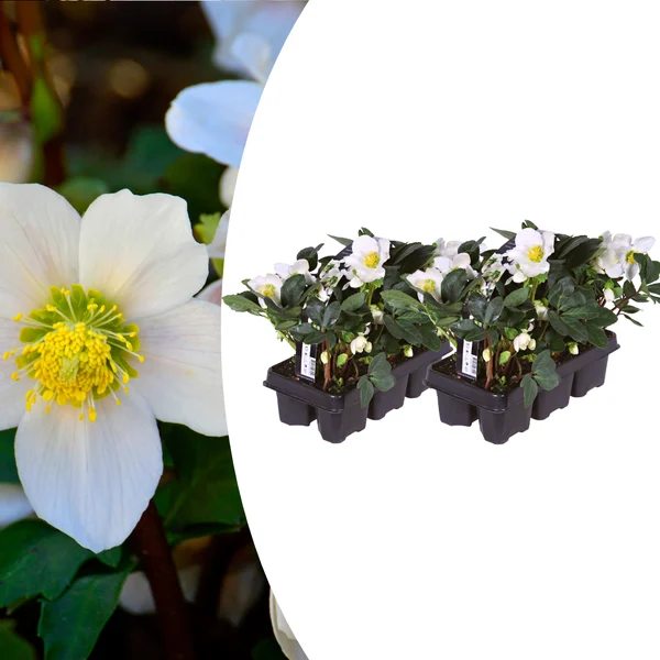 Helleborus niger ‘Christmas Carol’ - Set van 12 Kerstrozen (2 x Sixpack)