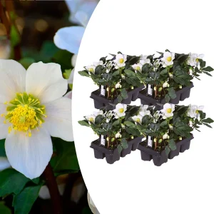 Helleborus niger ‘Christmas Carol’ - Set van 24 Kerstrozen (4 x Sixpack)