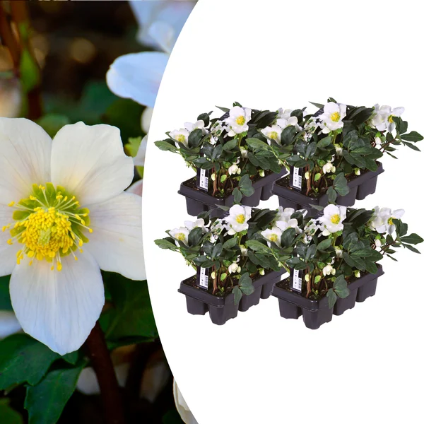 Helleborus niger ‘Christmas Carol’ - Set van 24 Kerstrozen (4 x Sixpack)