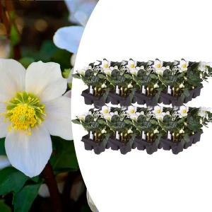 Helleborus niger ‘Christmas Carol’ - Set van 48 Kerstrozen (8 x Sixpack)