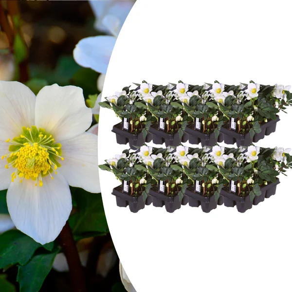 Helleborus niger ‘Christmas Carol’ - Set van 48 Kerstrozen (8 x Sixpack)