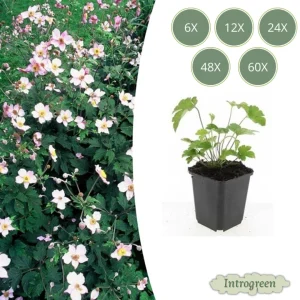 Herfstanemoon 'Robustissima'