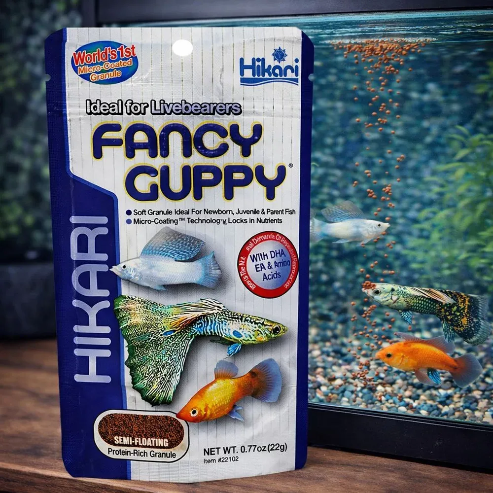 Hikari Fancy Guppy - Image 2