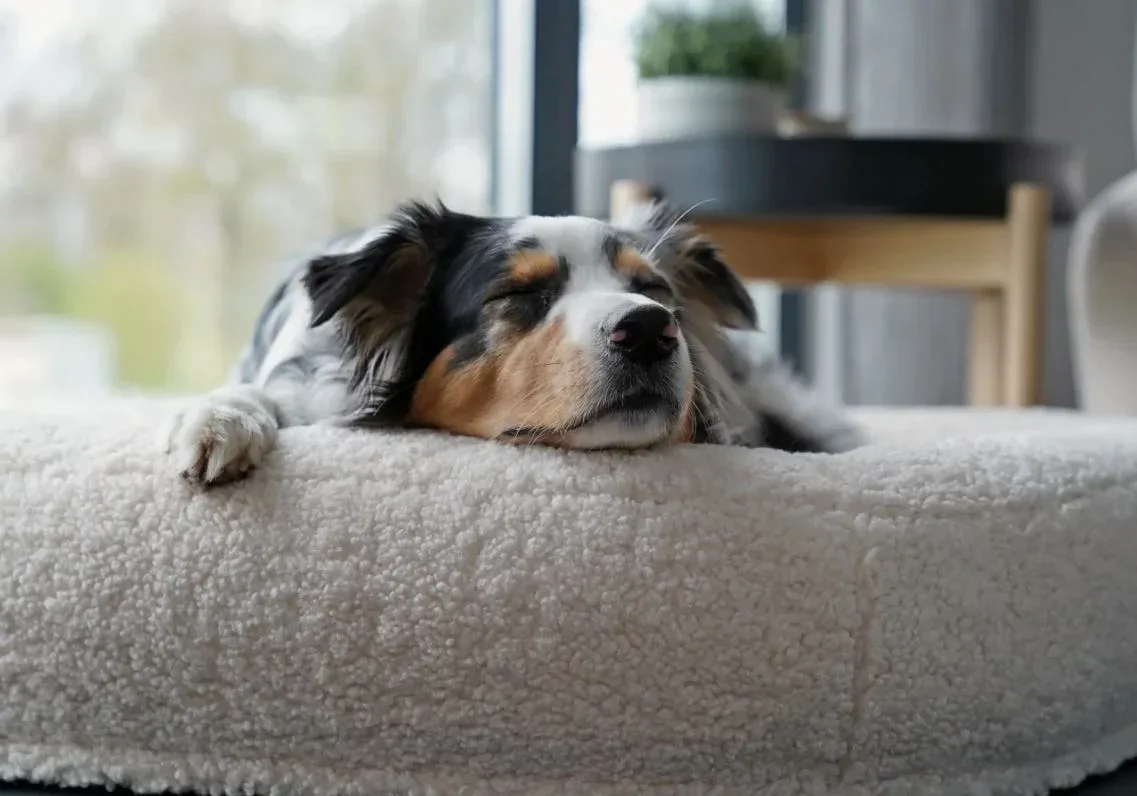 Hondenmand Dolly Wol Rechthoek - Image 2