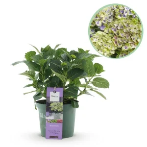 Hortensia Blauw 5 a 7 Bloemen