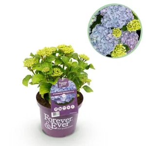 Hortensia Blauw 5 a 7 Bloemen
