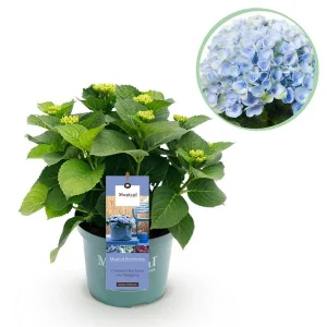Hortensia Blauw 6 a 10 Bloemen