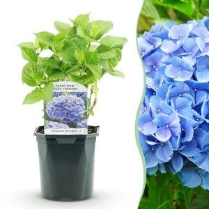Hortensia Blauw