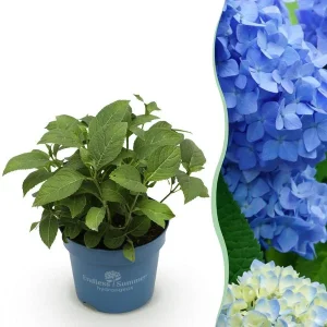 Hortensia Blauw