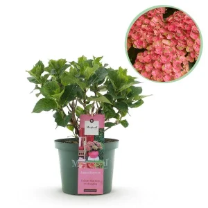 Hortensia Groen tot Zachtroze 5 a 7 Bloemen