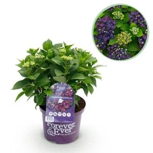 Hortensia Paars 5 a 7 Bloemen