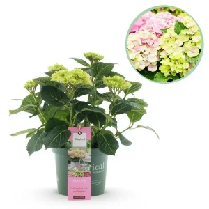 Hortensia Roze 5 a 7 Bloemen