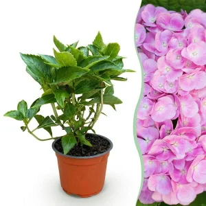 Hortensia Roze