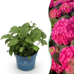 Hortensia Roze/Rood