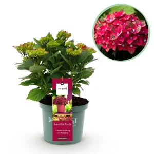 Hortensia Roze/Rood 5 a 7 Bloemen