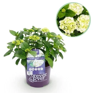 Hortensia Wit 5 a 7 Bloemen