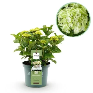 Hortensia Wit 5 a 7 Bloemen