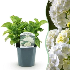 Hortensia Wit