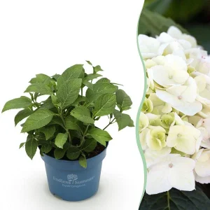 Hortensia Wit